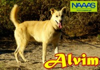 /album/c%c3%a3es-para-adoptar/alvim-jpg/