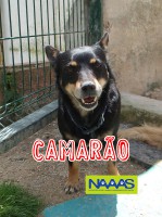 /album/c%c3%a3es-para-adoptar/camarao-jpg/
