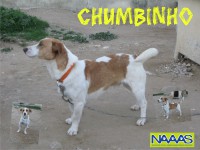 /album/c%c3%a3es-para-adoptar/chumbinho-jpg/