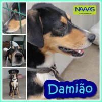 /album/c%c3%a3es-para-adoptar/dami%c3%a3o-jpg/