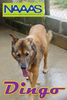 /album/c%c3%a3es-para-adoptar/dingo-jpg/