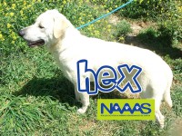 /album/c%c3%a3es-para-adoptar/hex-jpg/