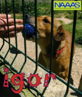 /album/c%c3%a3es-para-adoptar/igor-jpg/