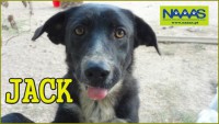 /album/c%c3%a3es-para-adoptar/jack-jpg/