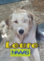 /album/c%c3%a3es-para-adoptar/louro-jpg/