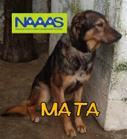 /album/c%c3%a3es-para-adoptar/mata-jpg/