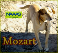 /album/c%c3%a3es-para-adoptar/mozart-jpg/