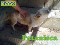 /album/c%c3%a3es-para-adoptar/patanisca-jpg/