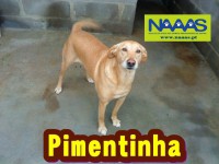 /album/c%c3%a3es-para-adoptar/pimetnha-jpg/