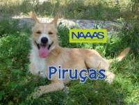 /album/c%c3%a3es-para-adoptar/piru%c3%a7as-jpg/