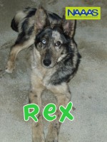 /album/c%c3%a3es-para-adoptar/rex-jpg/