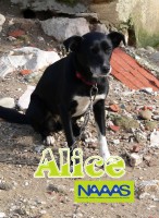 /album/cadelas-para-adoptar/alice-jpg/