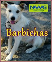 /album/cadelas-para-adoptar/barbichas-jpg/