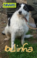 /album/cadelas-para-adoptar/belinha-jpg/