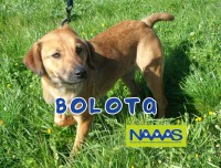/album/cadelas-para-adoptar/bolota-jpg/