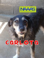 /album/cadelas-para-adoptar/carlota-jpg/