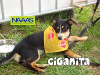 /album/cadelas-para-adoptar/ciganita-jpg/