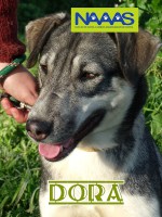 /album/cadelas-para-adoptar/dora-jpg/