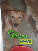 /album/cadelas-para-adoptar/flora-jpg/