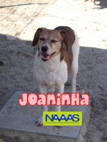 /album/cadelas-para-adoptar/joaninha-jpg/