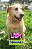/album/cadelas-para-adoptar/lady-jpg/