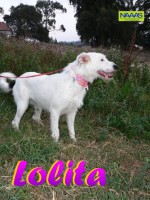 /album/cadelas-para-adoptar/lolita-jpg/