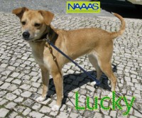 /album/cadelas-para-adoptar/lucky1-jpg/