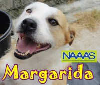 /album/cadelas-para-adoptar/marg-jpg/