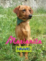 /album/cadelas-para-adoptar/marianita-jpg/