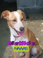 /album/cadelas-para-adoptar/matilde-jpg/