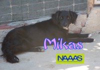 /album/cadelas-para-adoptar/mikas-jpg/