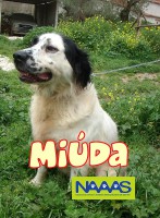 /album/cadelas-para-adoptar/miuda-jpg/