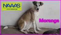 /album/cadelas-para-adoptar/moranga-jpg/