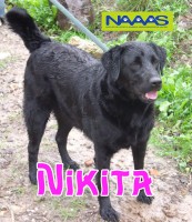 /album/cadelas-para-adoptar/nikita-jpg/