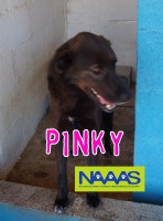 /album/cadelas-para-adoptar/pinky-jpg/