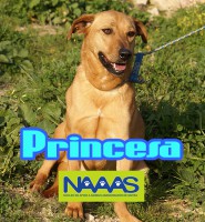/album/cadelas-para-adoptar/princesa-jpg/