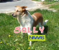 /album/cadelas-para-adoptar/sally-jpg/