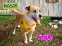 /album/cadelas-para-adoptar/sara-jpg/