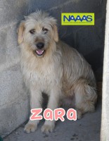 /album/cadelas-para-adoptar/zara-jpg/