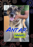 /album/estrelinhas-no-ceu/antar-jpg/