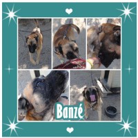 /album/estrelinhas-no-ceu/banze-jpg/