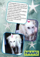 /album/estrelinhas-no-ceu/branquinha-jpg/