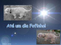 /album/estrelinhas-no-ceu/fofinho-jpg/