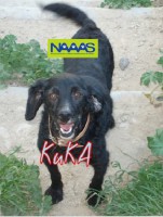 /album/estrelinhas-no-ceu/kuka-jpg/