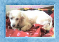 /album/estrelinhas-no-ceu/laikinha-jpg/