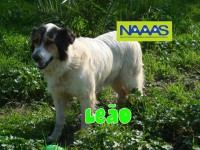 /album/estrelinhas-no-ceu/leao-jpg/