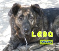 /album/estrelinhas-no-ceu/leba-jpg/