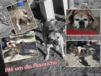 /album/estrelinhas-no-ceu/mamucha-jpg/