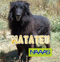 /album/estrelinhas-no-ceu/matateu-jpg/