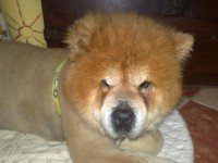 /album/estrelinhas-no-ceu/molly-jpg/